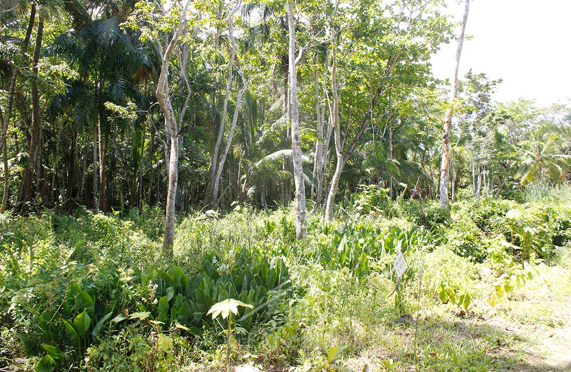 Las-Terrenas-Real-Estate-Ocean-Edge-Dominican-Republic- individual lots in community near beach and to (1 (21)