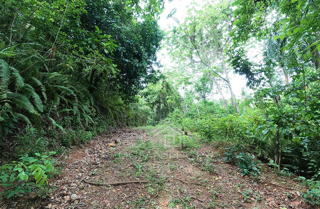 Private-hill-land-overlooking-the-ocean-Las-terrenas-Ocean-edge-real-estate